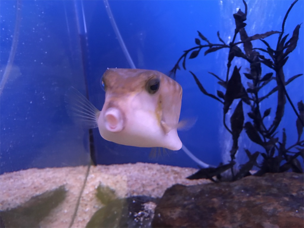 f:id:muchikin:20160815062404j:image