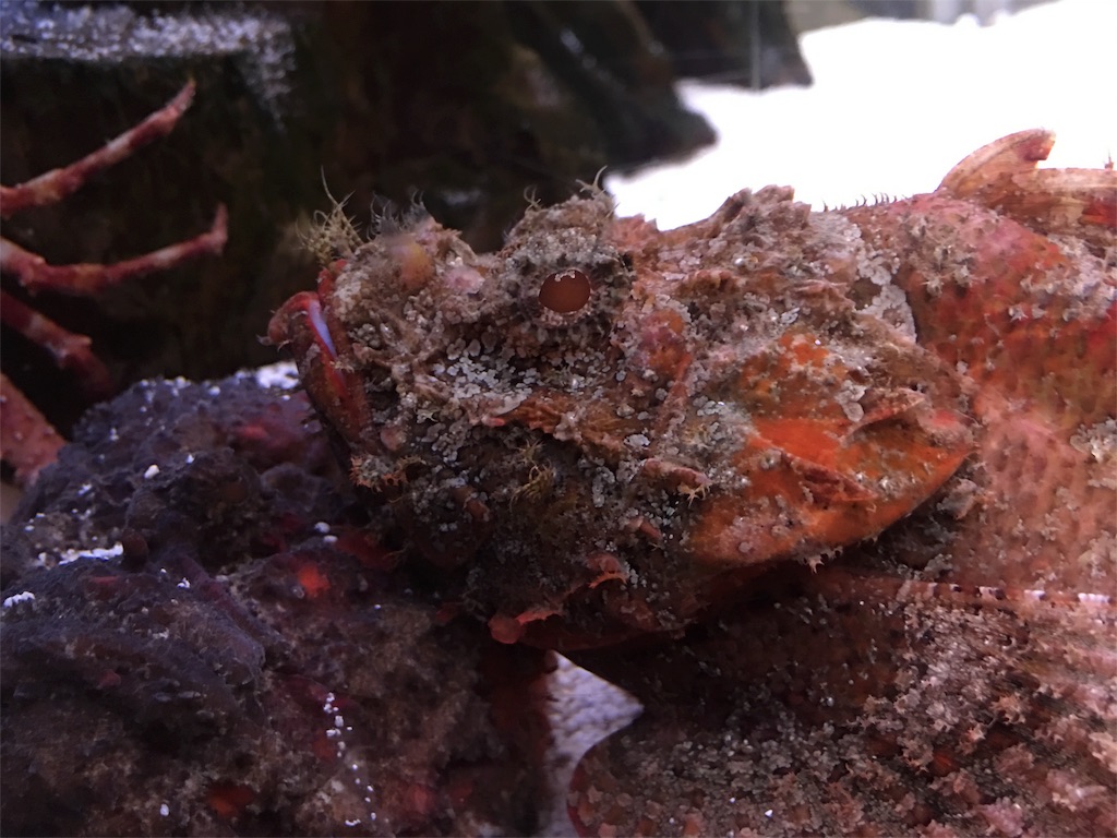 f:id:muchikin:20160815062433j:image