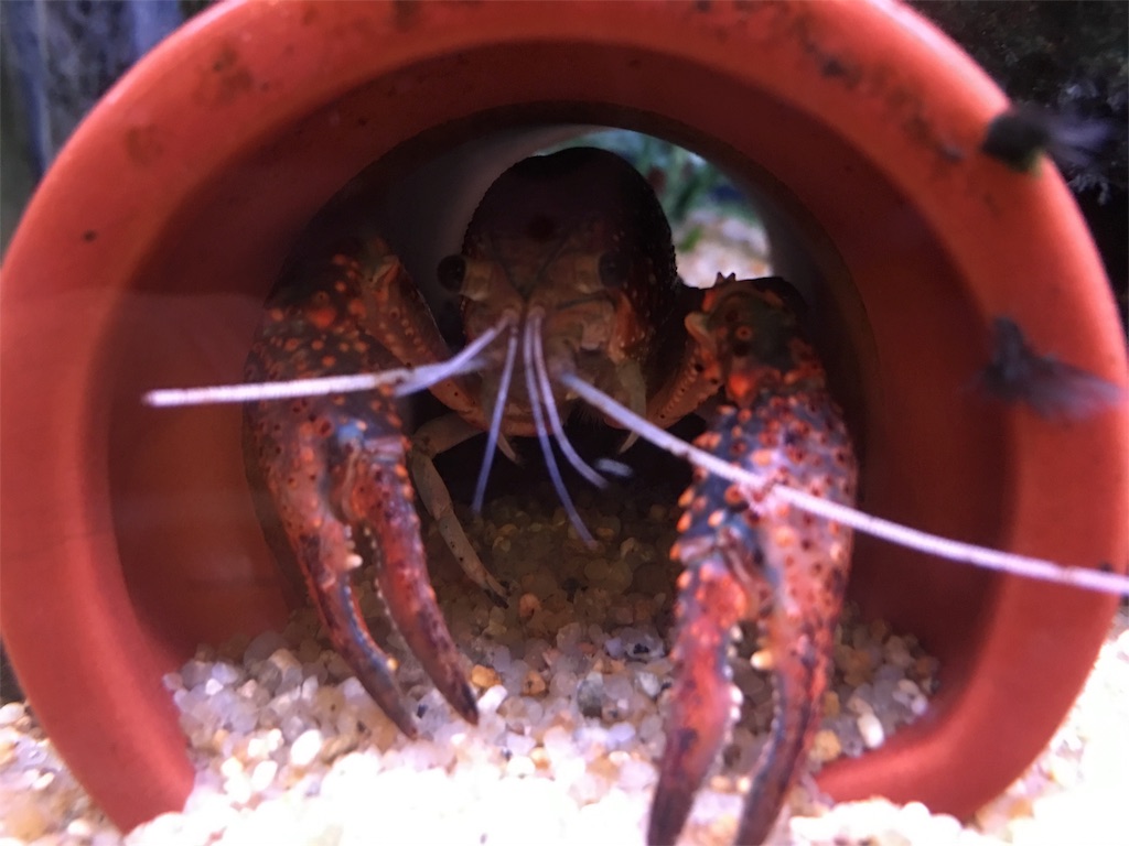 f:id:muchikin:20160815062451j:image