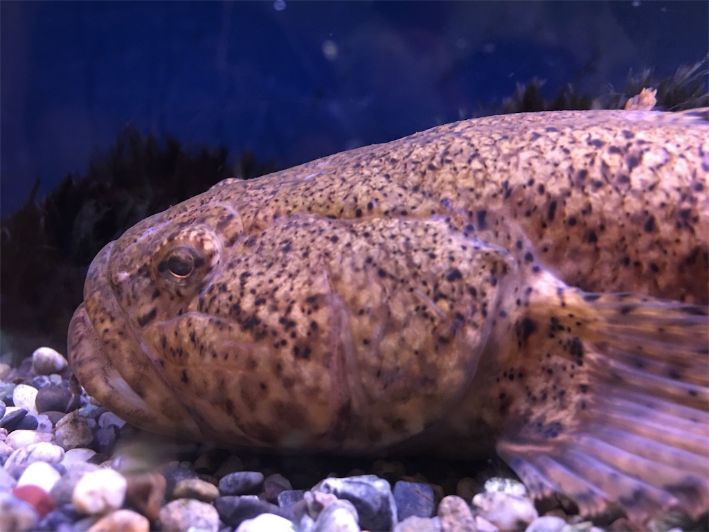 f:id:muchikin:20160815062507j:image