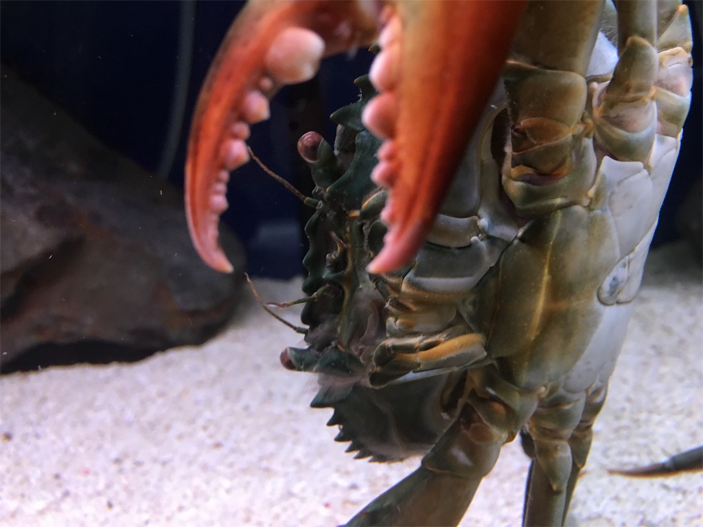 f:id:muchikin:20160815062534j:image