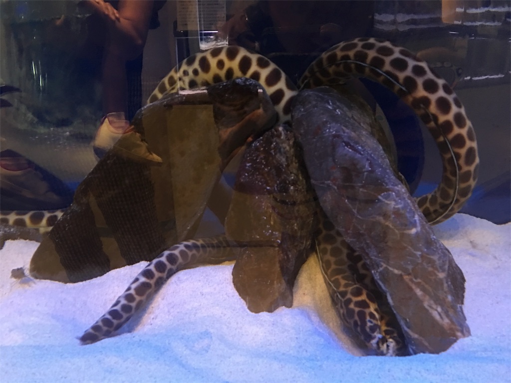 f:id:muchikin:20160815062551j:image