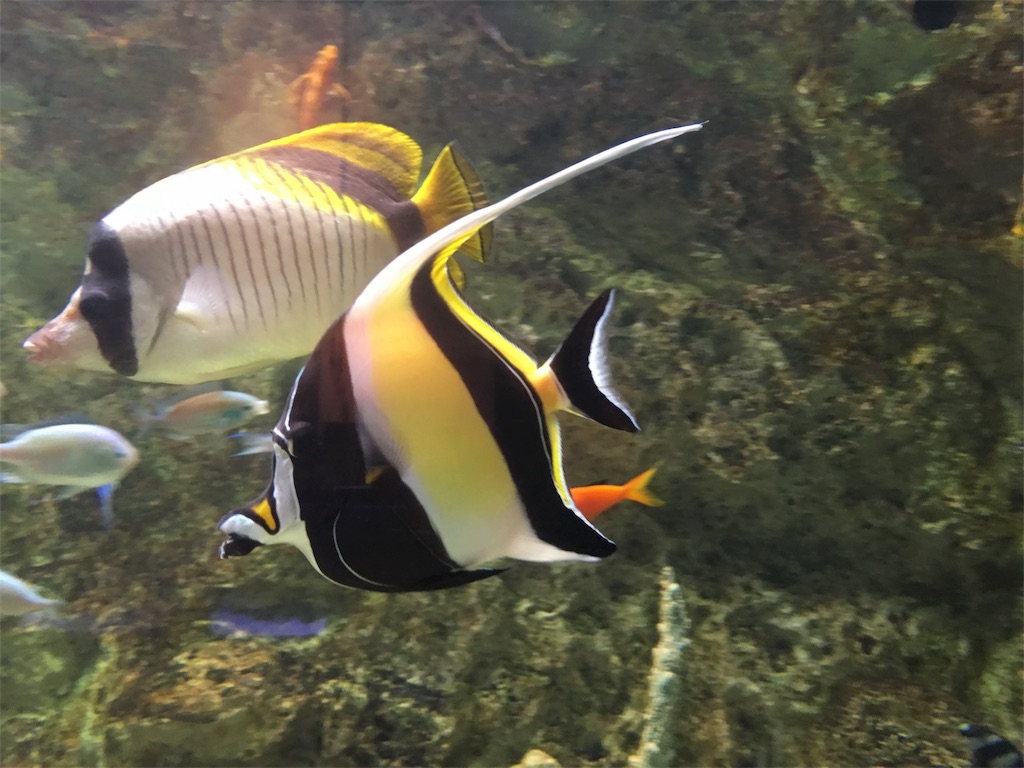 f:id:muchikin:20160815062636j:image