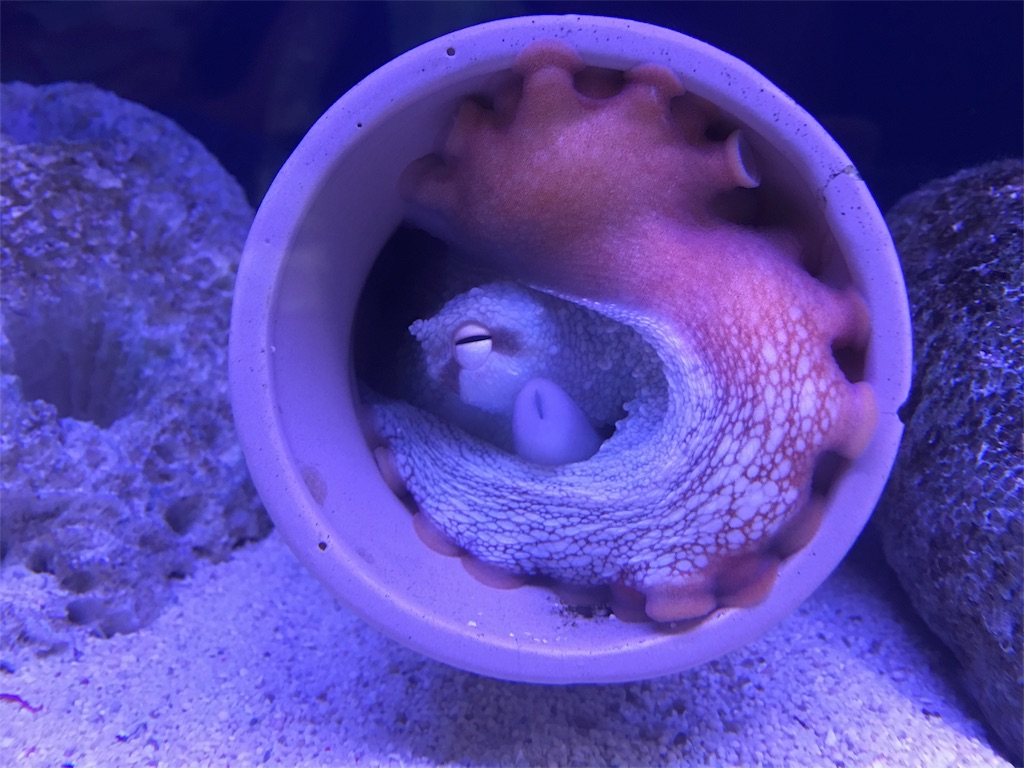 f:id:muchikin:20160815062700j:image