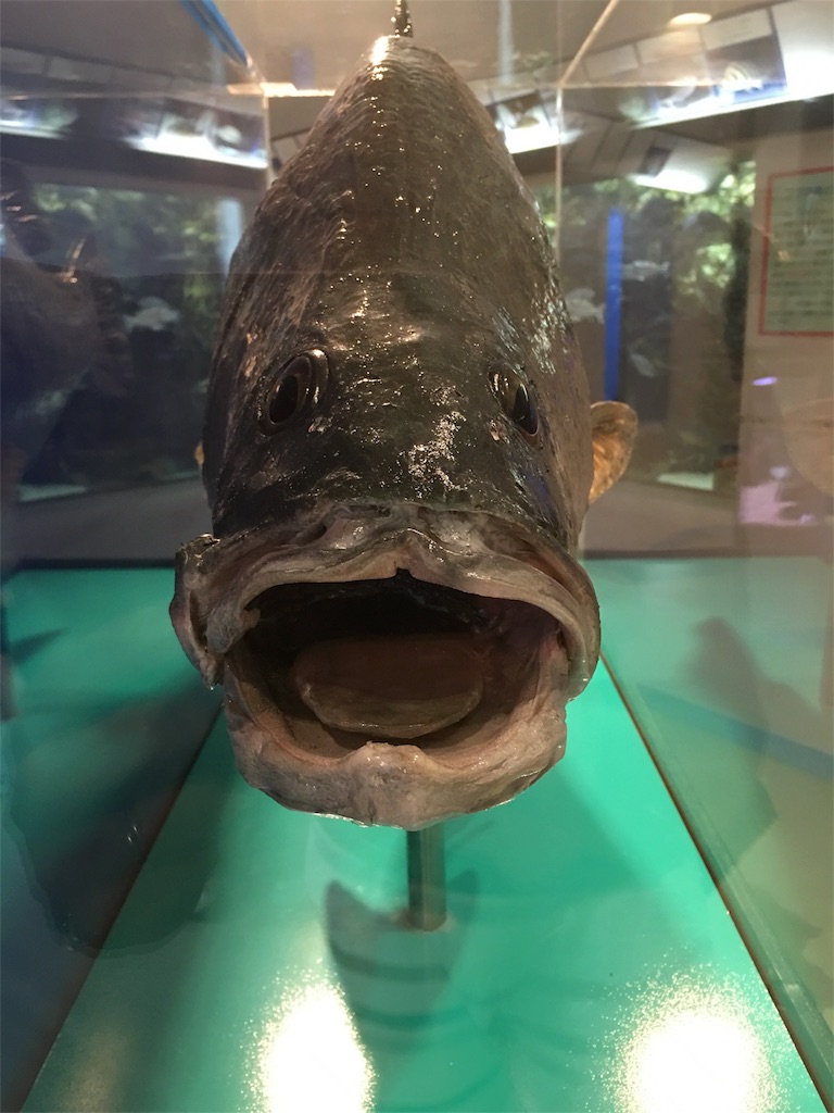 f:id:muchikin:20160815062959j:image