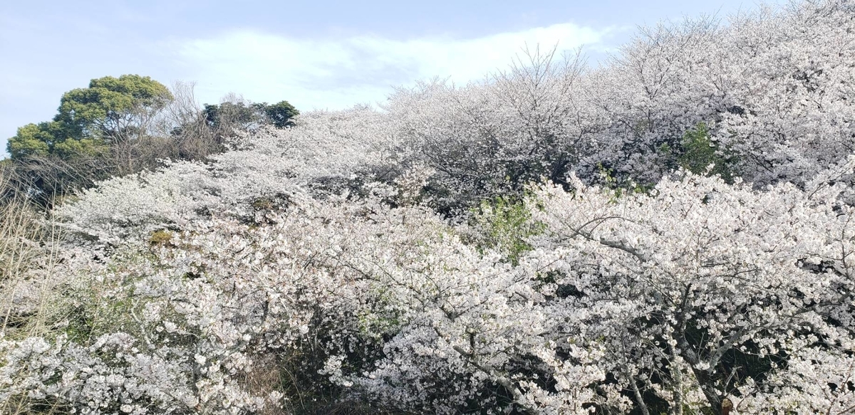 f:id:mugi-noho:20210331075040j:plain