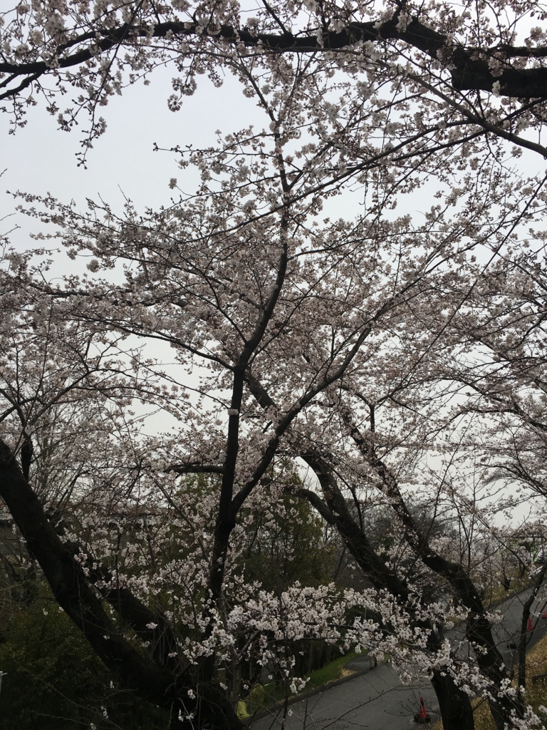 f:id:mugi0702:20170407210438j:plain