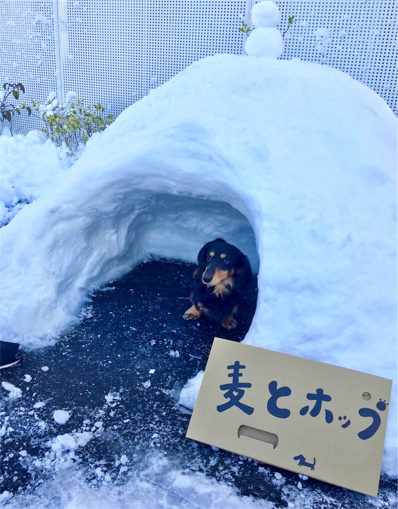 f:id:mugiandhop:20180124082657j:image
