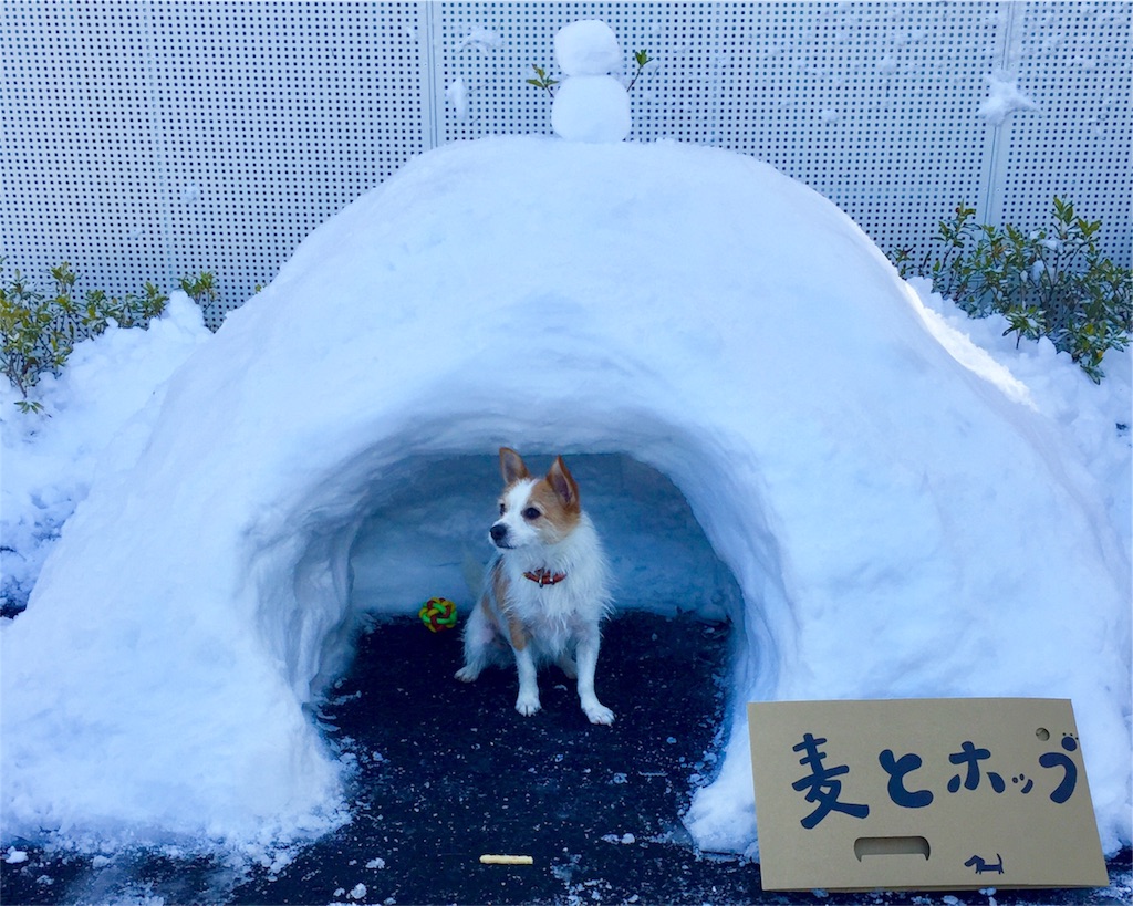 f:id:mugiandhop:20180124082705j:image