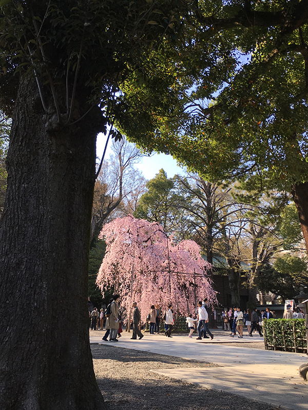f:id:mugibatake40ro:20180326170308j:plain f:id:mugibatake40ro:20180326170308j:plain