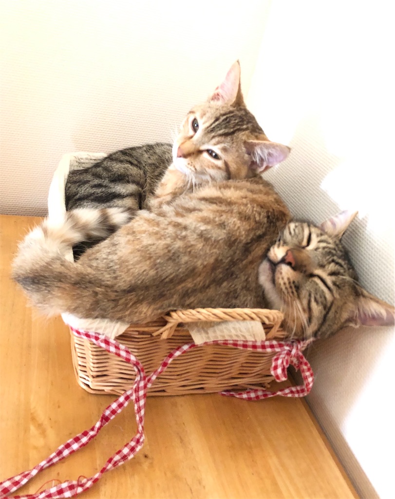 寝相 うち猫イラスト日記
