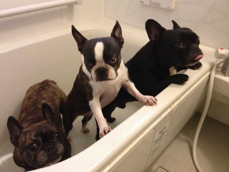 f:id:mugidai:20130610001220j:image f:id:mugidai:20130610001220j:image