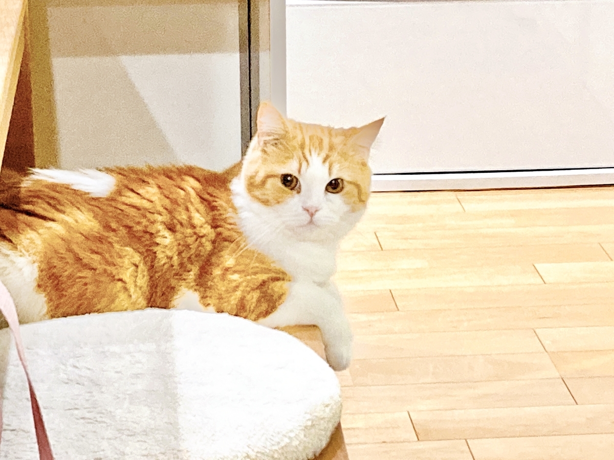 新しい家族と242日目 ミヌエットむぎまるの猫との癒しの日々