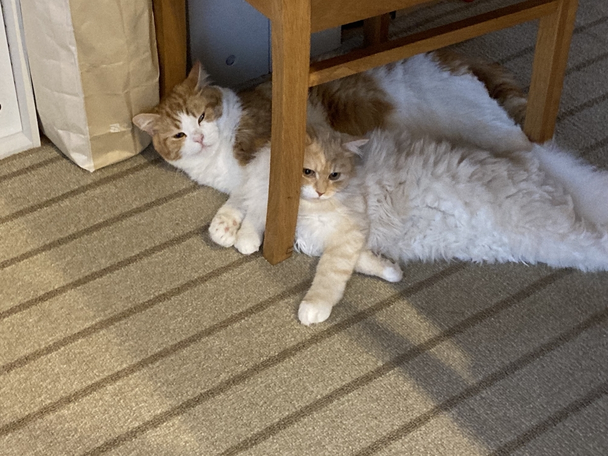 新しい家族と476日目 ミヌエットむぎまるのにゃんとも言えにゃー日記