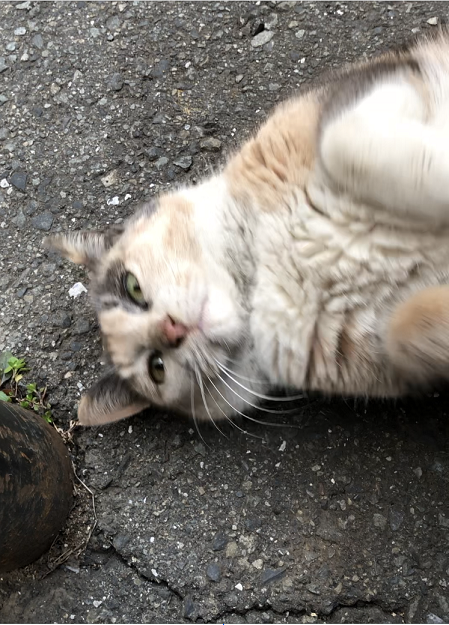f:id:mugimeshicat:20191221114451p:plain f:id:mugimeshicat:20191221114451p:plain