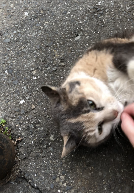 f:id:mugimeshicat:20191221114509p:plain f:id:mugimeshicat:20191221114509p:plain