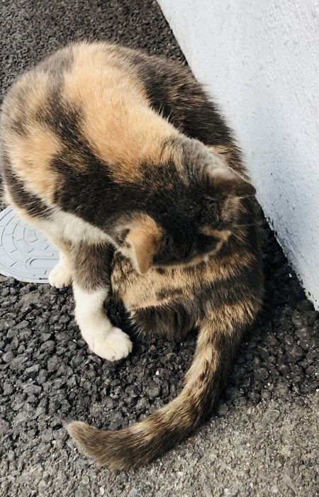 f:id:mugimeshicat:20191221121730p:plain f:id:mugimeshicat:20191221121730p:plain