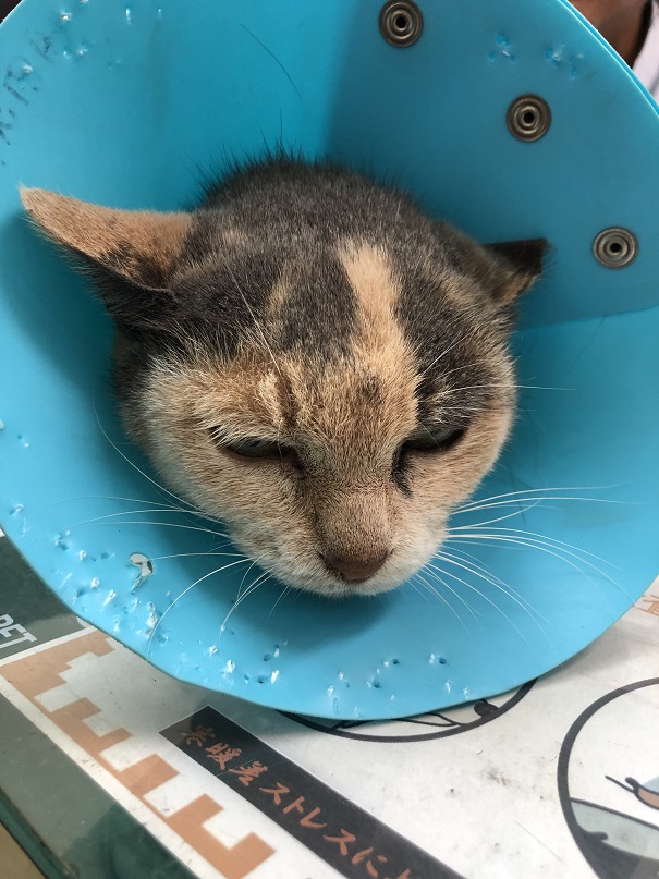 f:id:mugimeshicat:20191222210551j:plain f:id:mugimeshicat:20191222210551j:plain