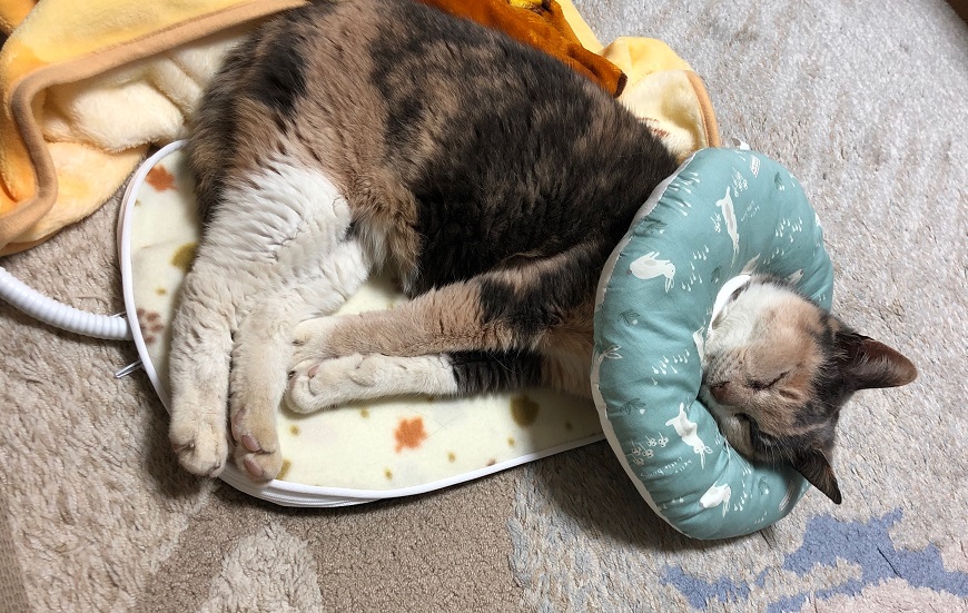 f:id:mugimeshicat:20191223234434j:plain f:id:mugimeshicat:20191223234434j:plain