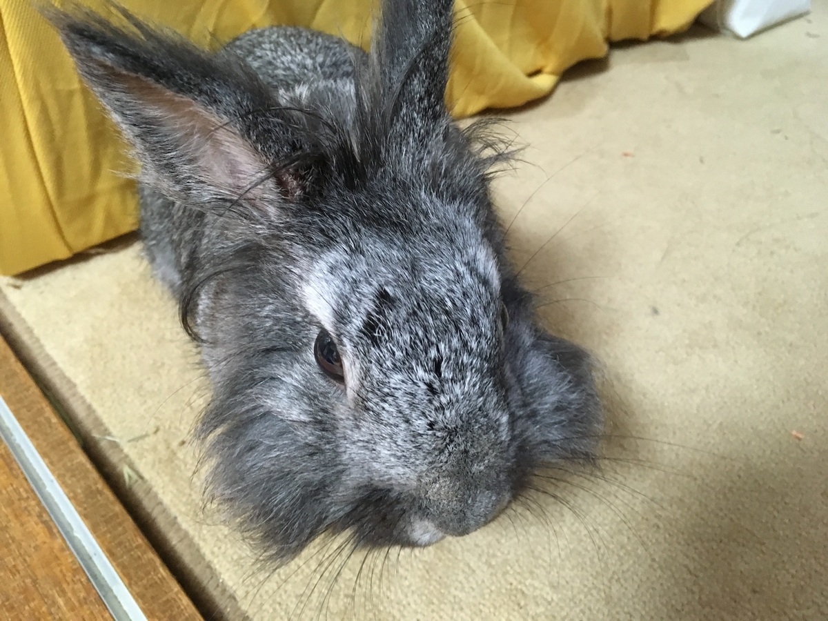 うさぎさんの耳は忙しい Muging Mofu Blog