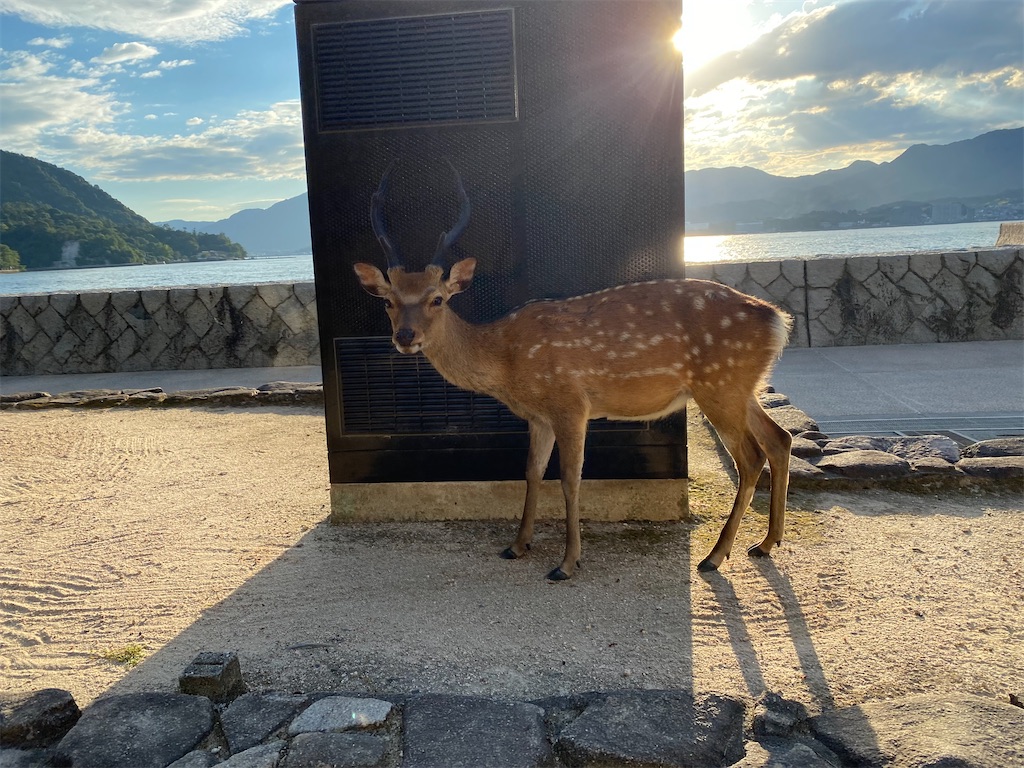 f:id:muginokurasi:20211103202535j:image f:id:muginokurasi:20211103202535j:image