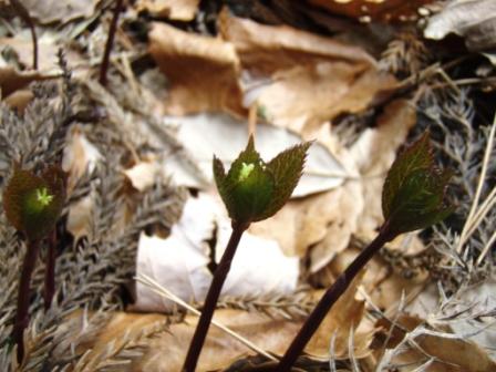 f:id:mugyo-cap:20110509095957j:image