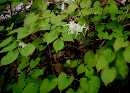 f:id:mugyo-cap:20110509135856j:image:w360