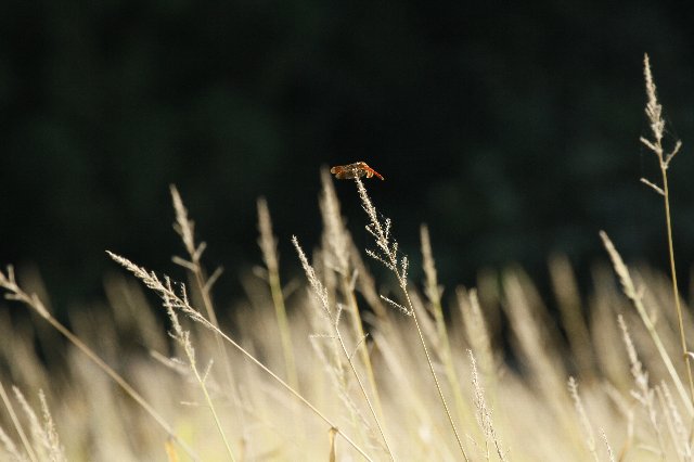 f:id:mugyo-cap:20111005182700j:image