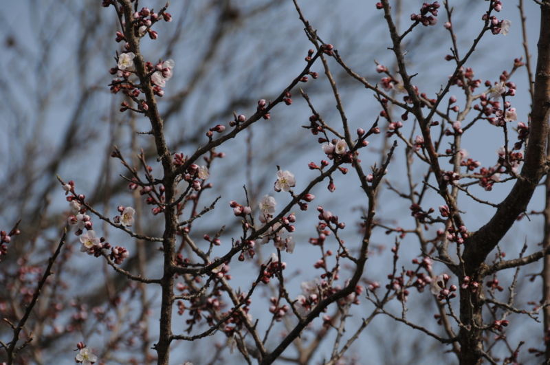 f:id:mugyo-cap:20120429150806j:image