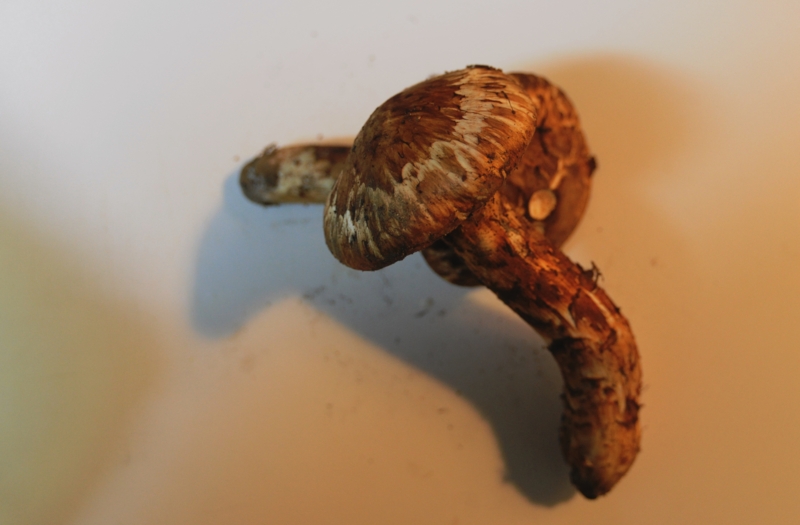 f:id:mugyo-cap:20121021213504j:image:w360