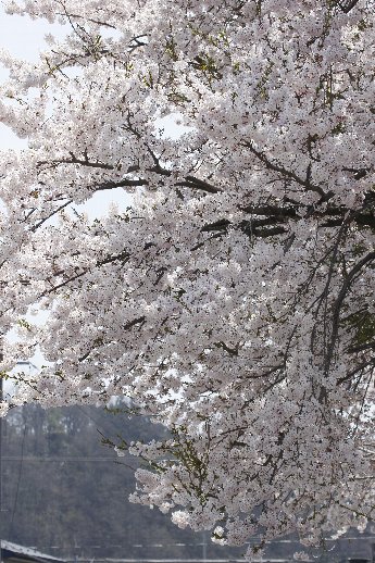 f:id:mugyo-cap:20130502110317j:image