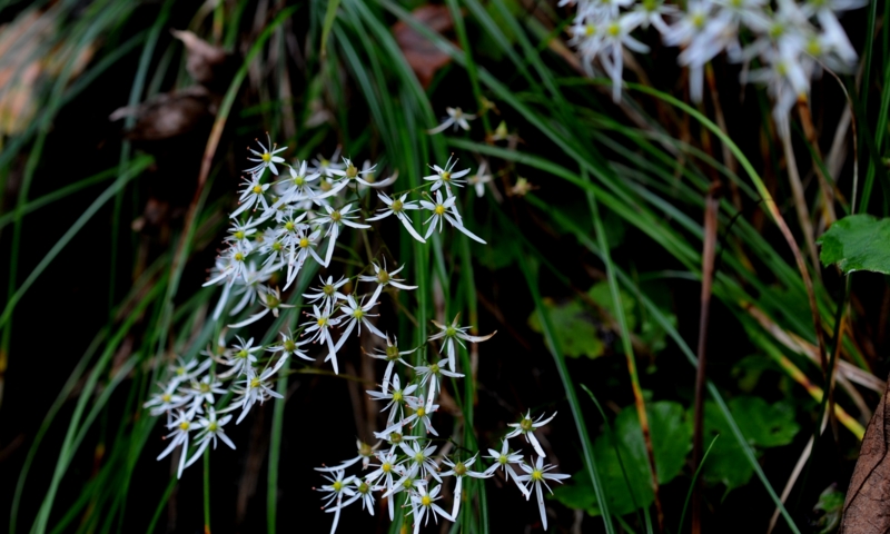 f:id:mugyo-cap:20131011111002j:image:w360:left