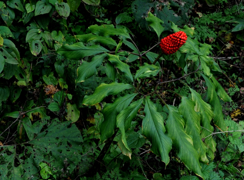 f:id:mugyo-cap:20131011115250j:image:w360:left
