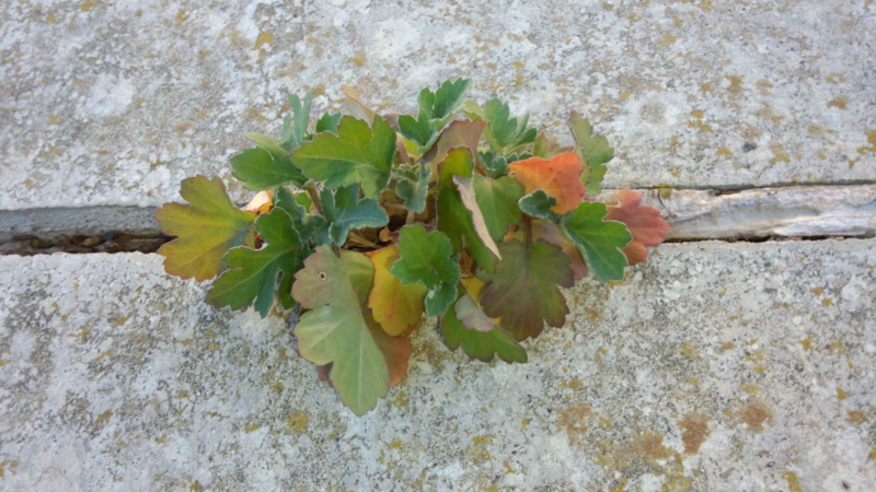 f:id:mugyo-cap:20131208135106j:image:w640