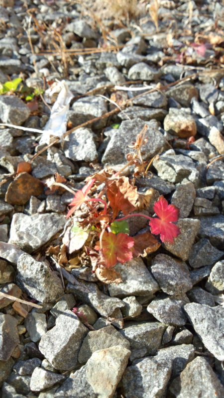 f:id:mugyo-cap:20131208135730j:image:w360