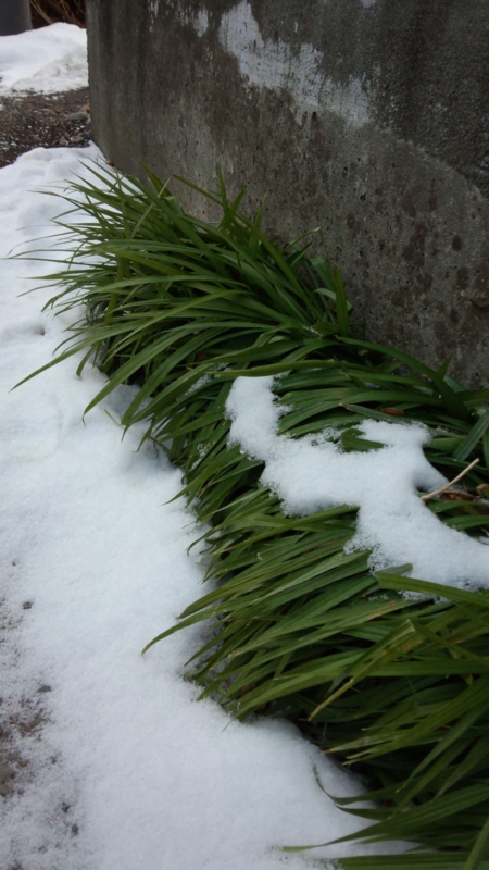 f:id:mugyo-cap:20140120121538j:image:w360