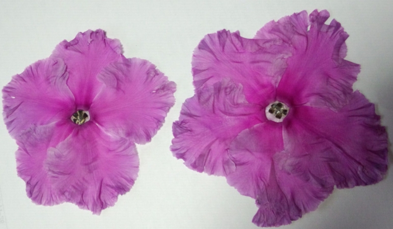 f:id:mugyo-cap:20140130153416j:image:w640