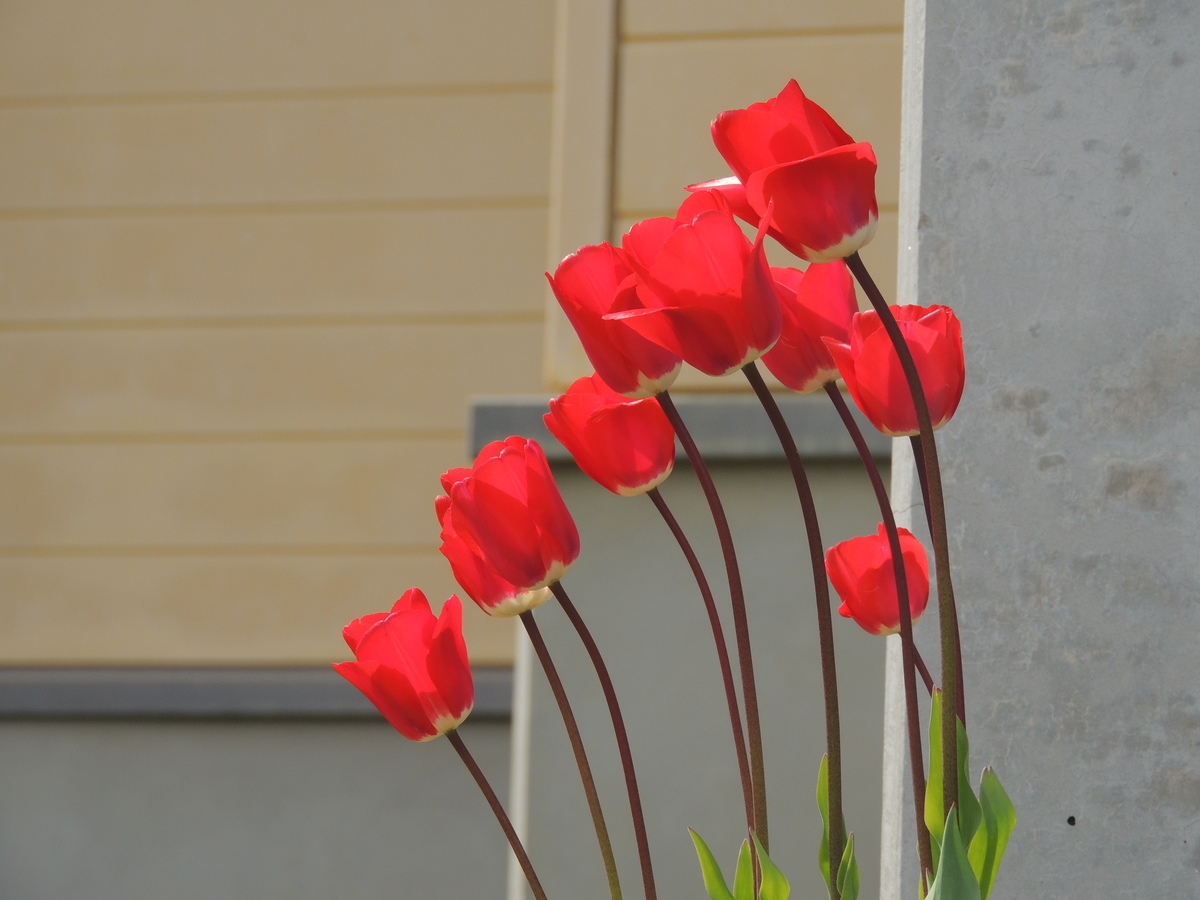 f:id:mugyo-cap:20210424173154j:plain
