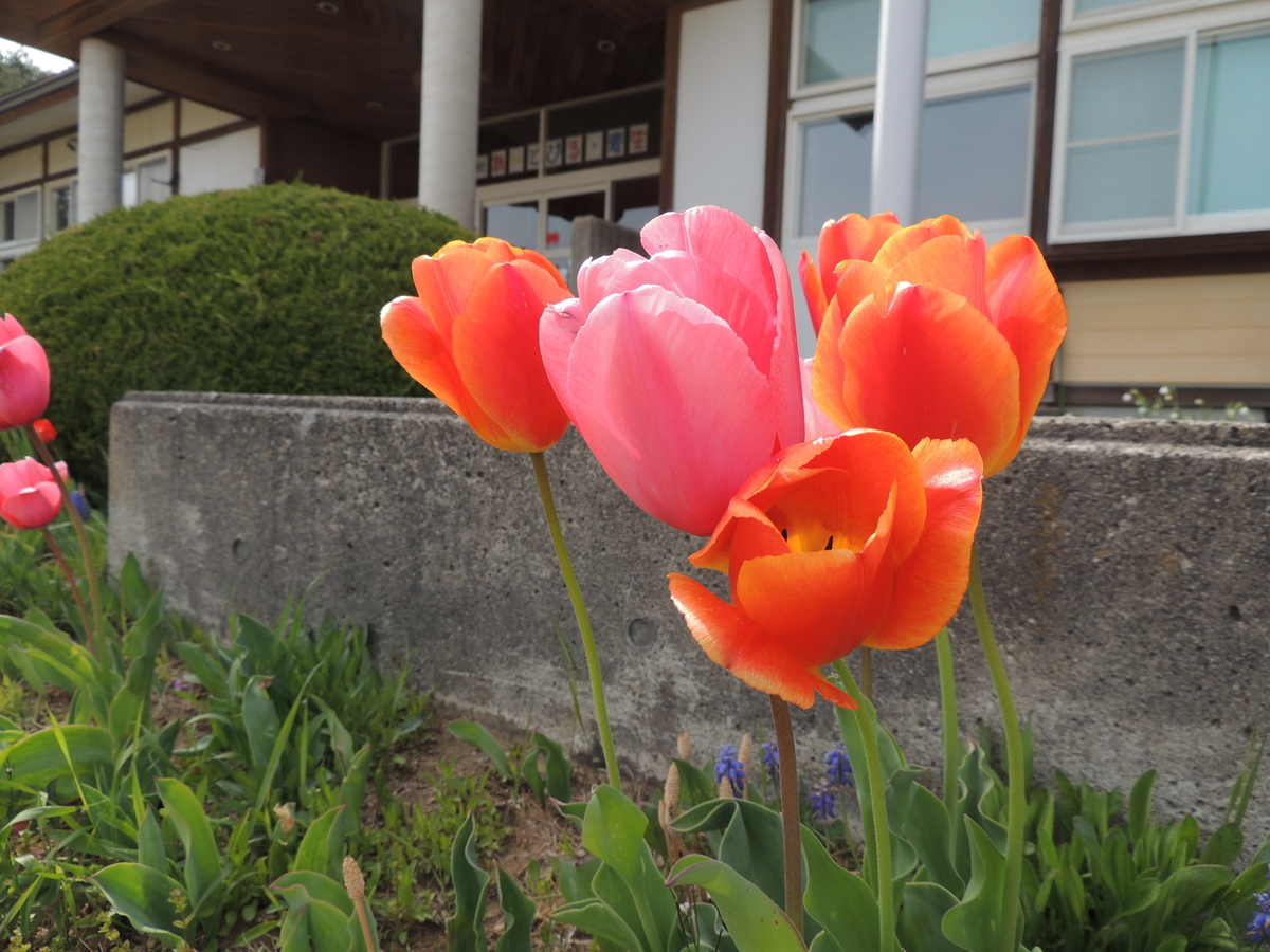 f:id:mugyo-cap:20210424173239j:plain
