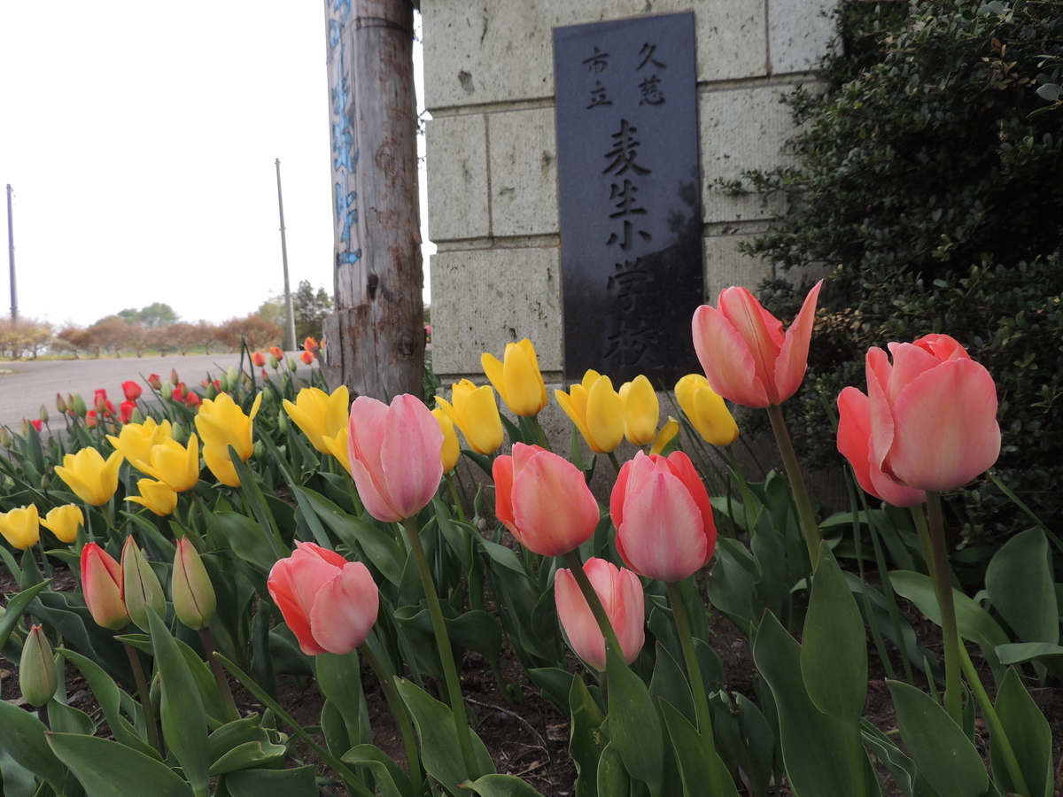 f:id:mugyo-cap:20210424173259j:plain