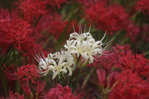 f:id:mui_caliente:20121002154319j:image