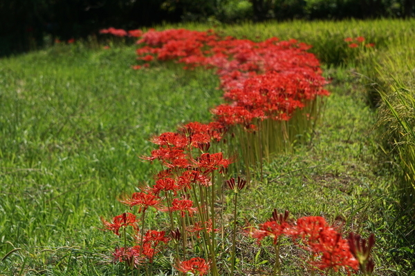 曼珠沙華と中川幸夫と - ムイカリエンテへの道