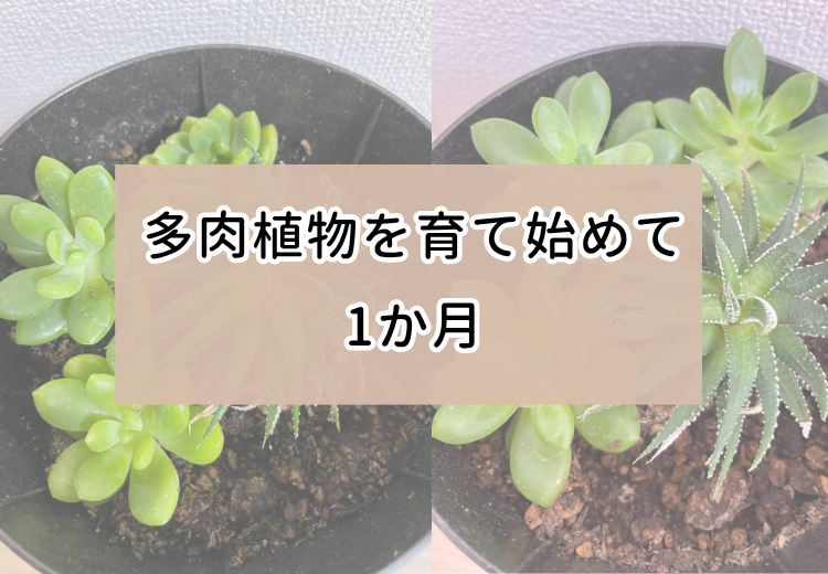 多肉植物を室内で育て始めて1か月。思っていた以上の早さで育っている