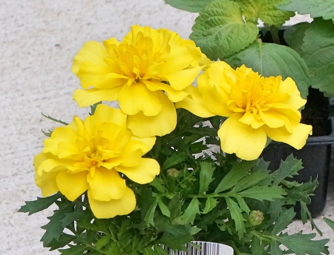 f:id:muimuim:20190421235841j:plain