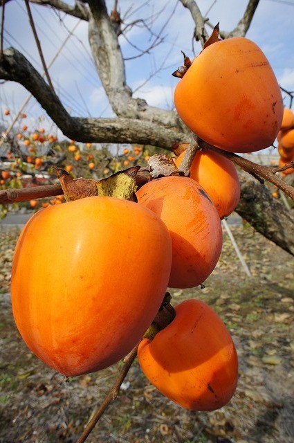 f:id:muinge:20201207205745j:image