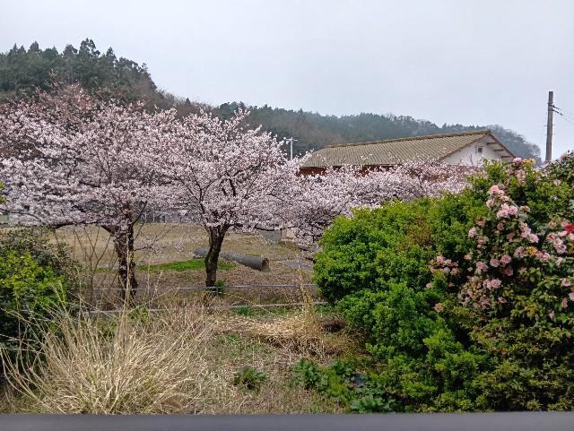 f:id:muinge:20250413225130j:image