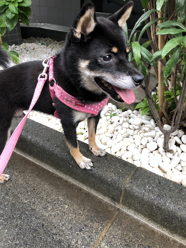 f:id:mukablog:20181005013234j:plain f:id:mukablog:20181005013234j:plain