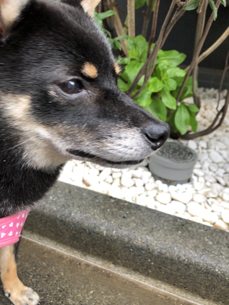 f:id:mukablog:20190103230359j:plain f:id:mukablog:20190103230359j:plain