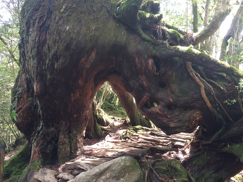 f:id:mukaiyonkuro0801:20180124181859j:plain