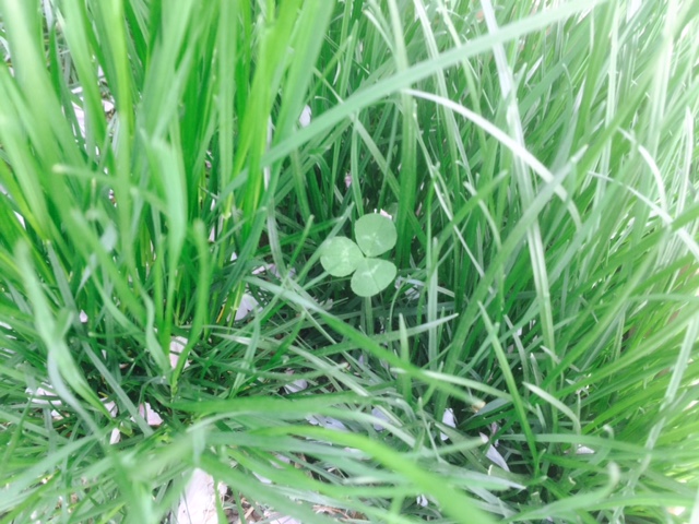 f:id:mukaiyonkuro0801:20180331235745j:plain